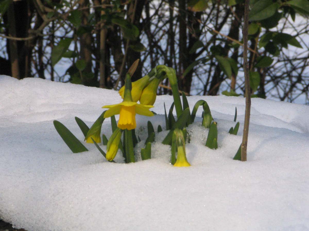neigethiais3