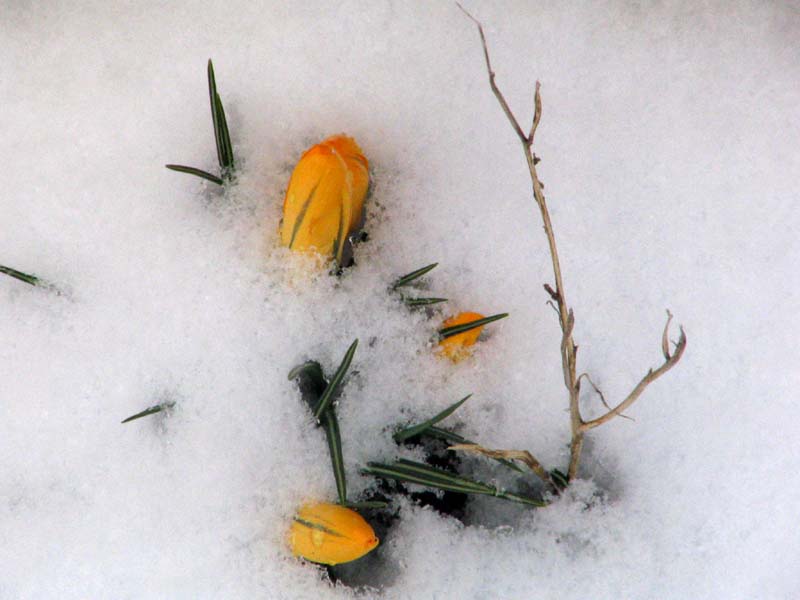 neigethiais2
